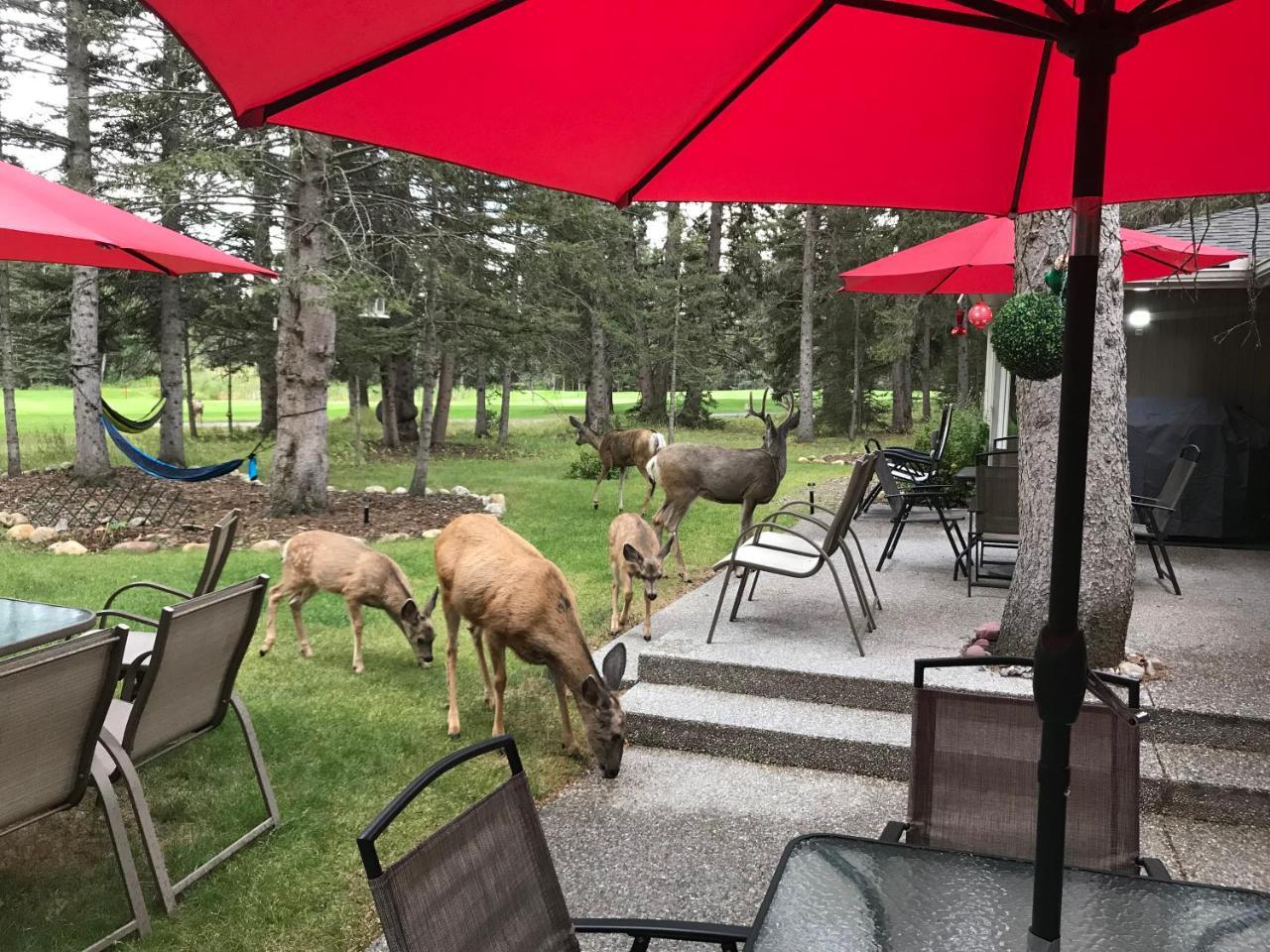 Redwood Retreat Panzió Bragg Creek Kültér fotó